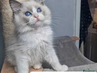 Ragdoll cats Last Girl Available- Luxury Blue BiColour Girls - Advert 1