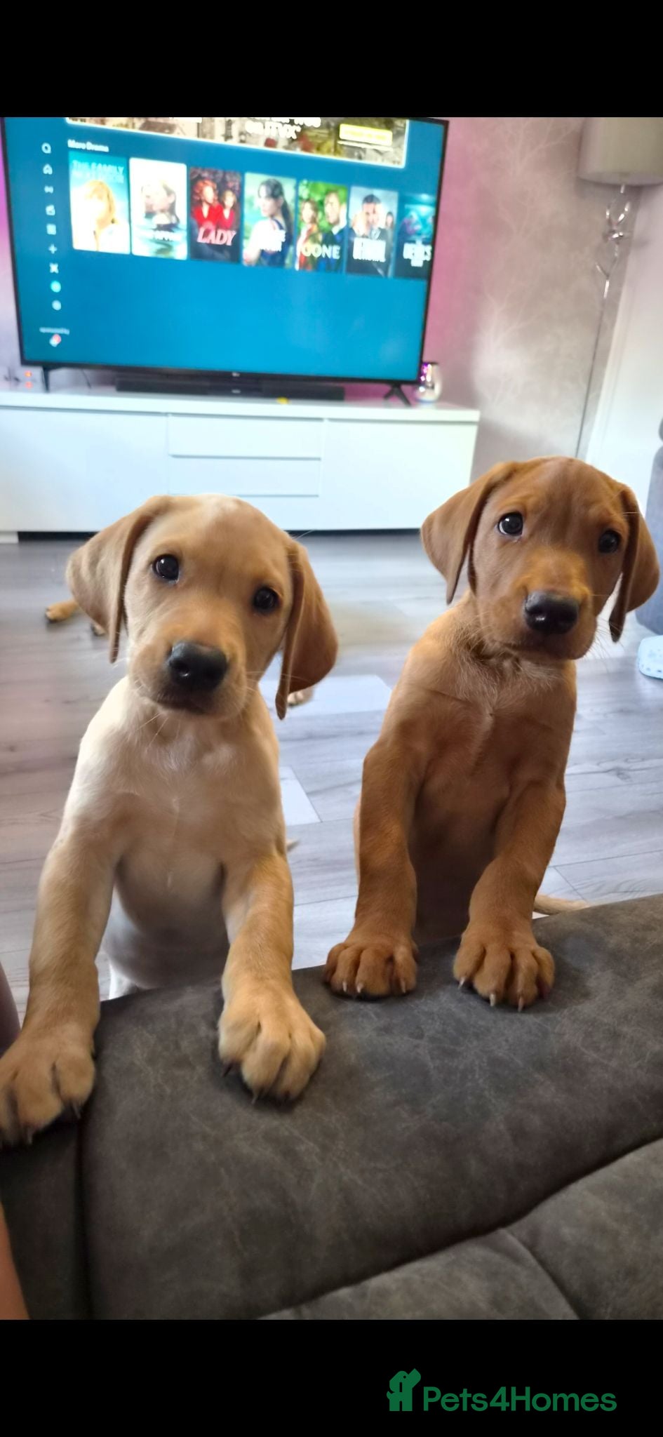 Labrador Retriever dogs 1 beautiful kc labrador boy - Advert 12
