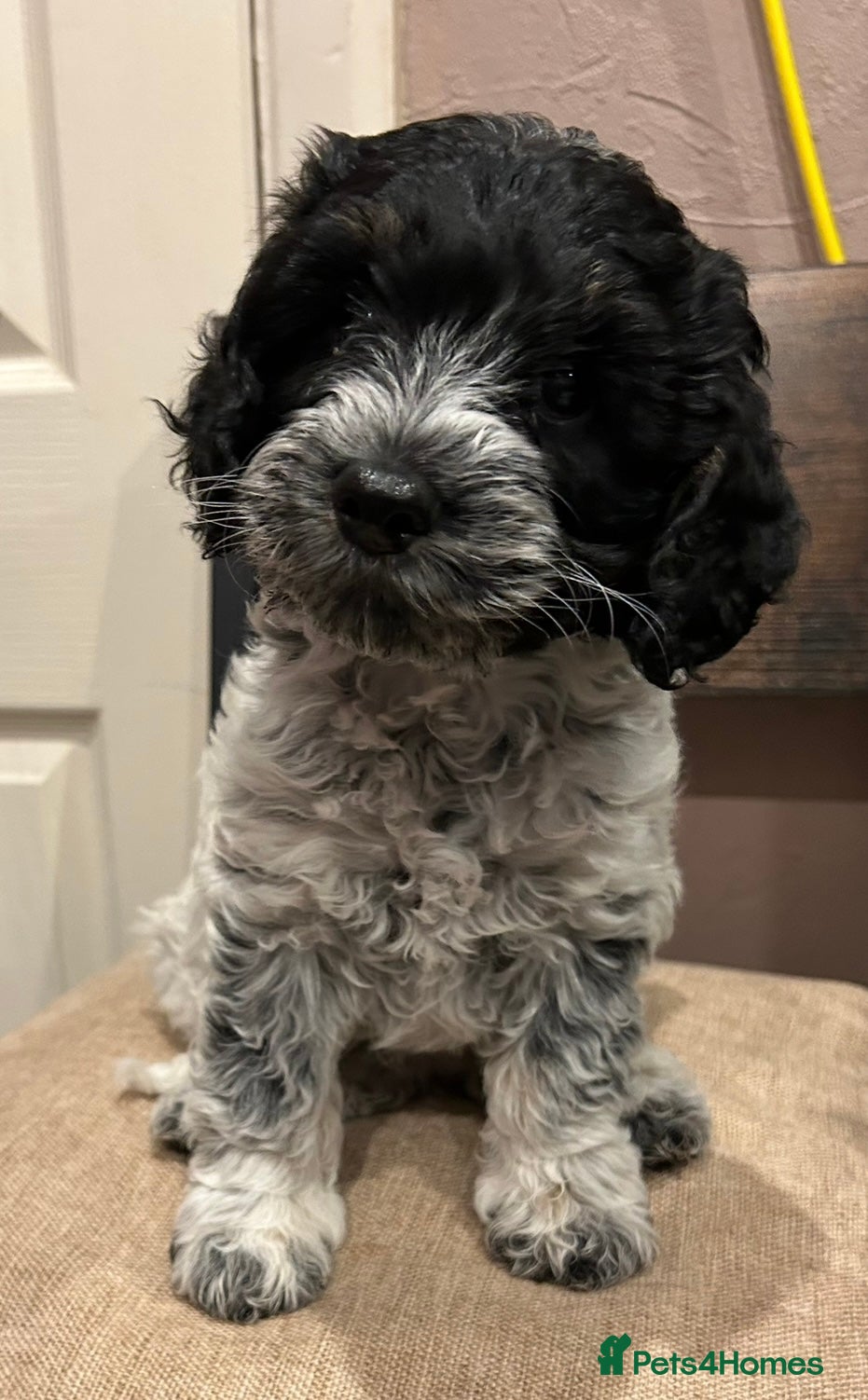 Cockapoo dogs Blue Roan F2 Female Cockapoo  - Advert 4