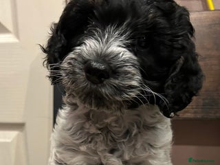 Cockapoo dogs Blue Roan F2 Female Cockapoo - Advert 2