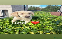 Labrador Retriever dogs for sale: Labrador retrievers  - Image 4