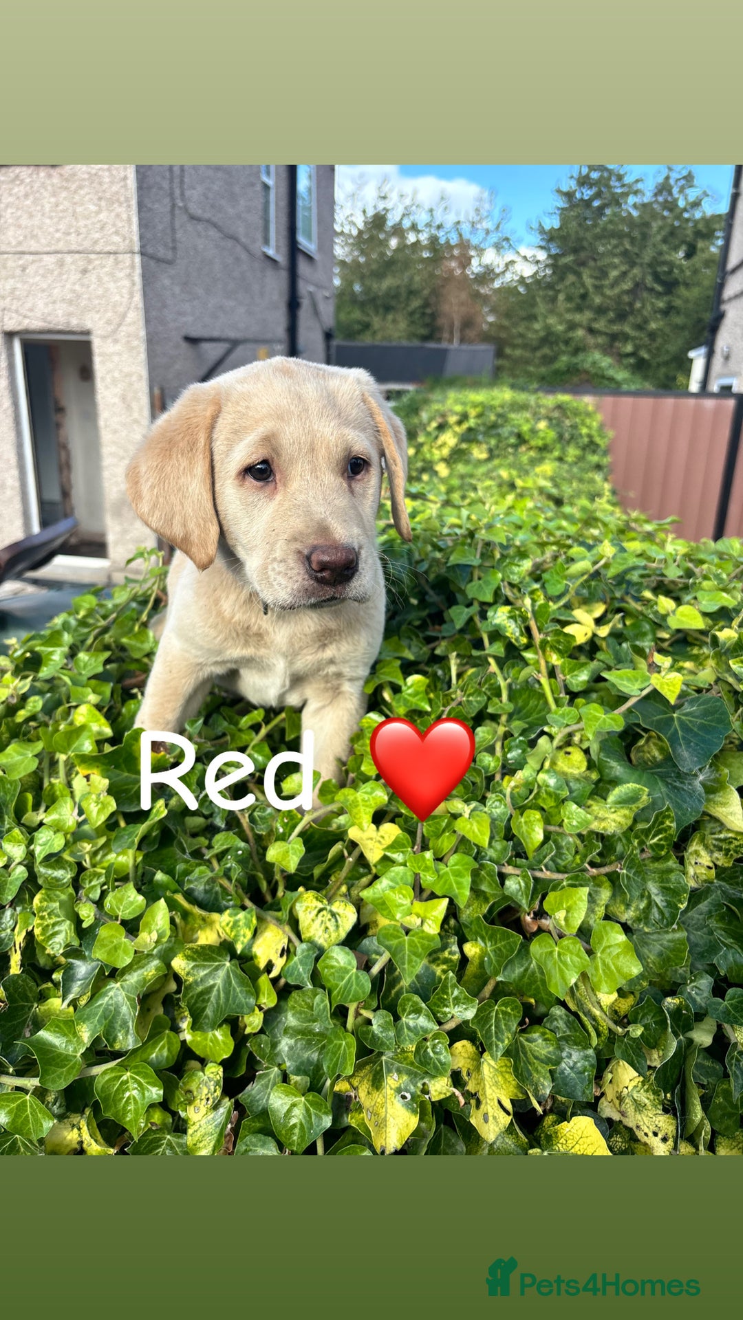 Labrador Retriever dogs for sale: Labrador retrievers  - Image 4