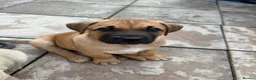 Mixed Breed dogs for sale:  £850! Ready! Stunning Kangal cross  - Advert 6