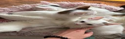 Mixed Breed cats for sale: Gorgeous White Kittens with Grey Markings Ready 🐾 - Advert 3