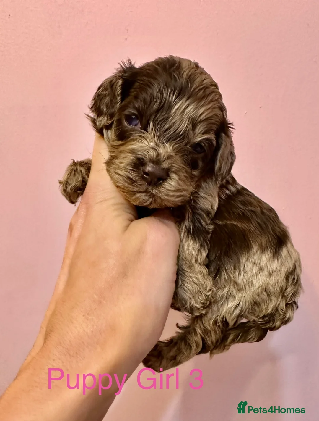 Cockapoo dogs for sale: Lovely American Cockapoo Pups Chocolates & Merles  - Advert 16