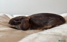Mini Lop rabbits for sale: 🍫 Beautiful chocolate otter mini lop 👀 🏡  - Image 2