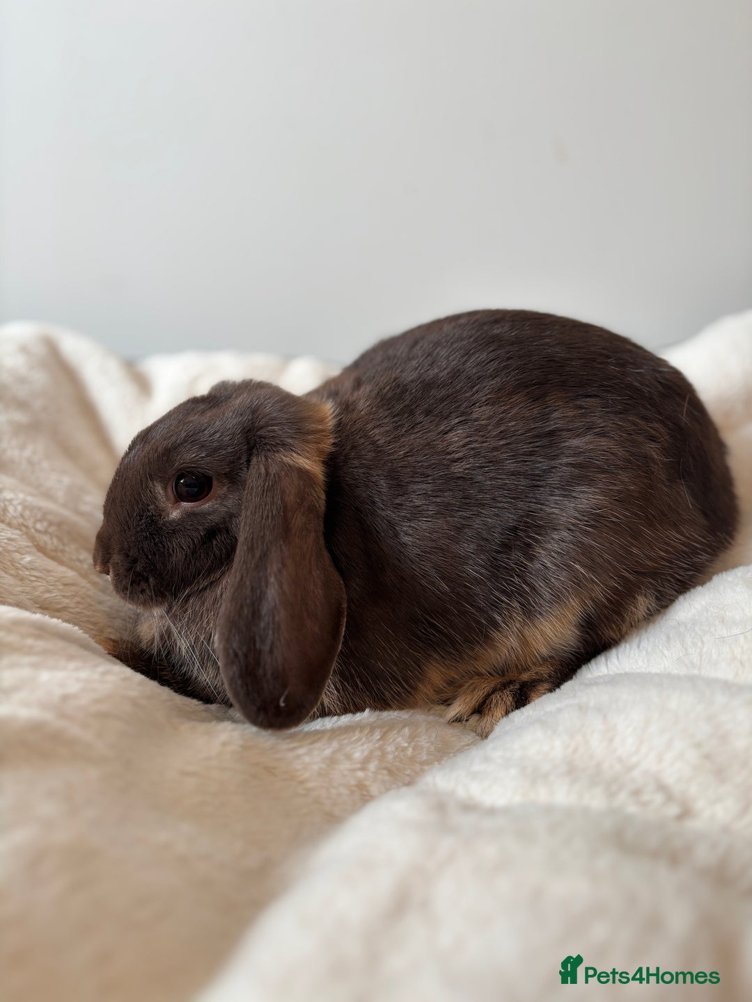 Mini Lop rabbits for sale: 🍫 Beautiful chocolate otter mini lop 👀 🏡  - Image 2