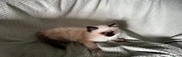 Ragdoll cats for sale: Beautiful pure ragdolls  - Advert 12
