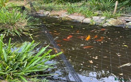 Koi Carp fish for sale: Koi carp and other breeds of fish  - Image 1