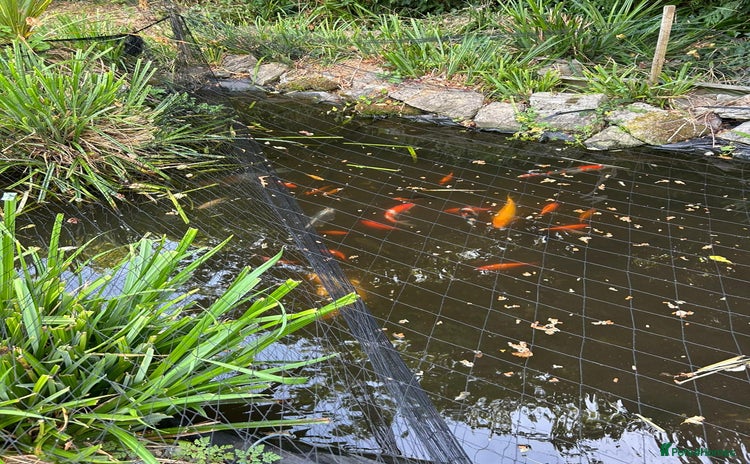 Koi Carp fish - Advert 1