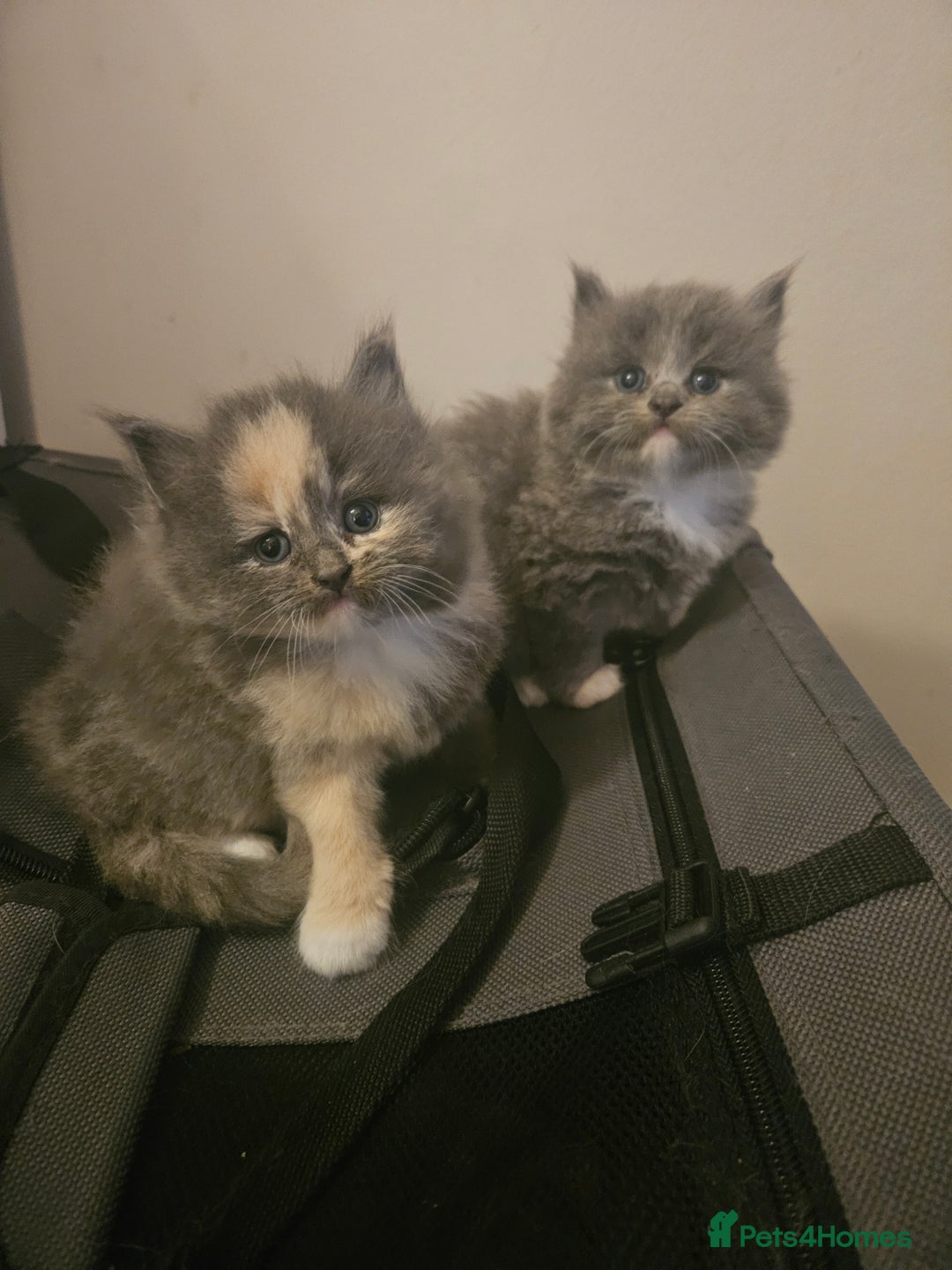 Mixed Breed cats for sale: Beautiful fluffy kitten  - Advert 9