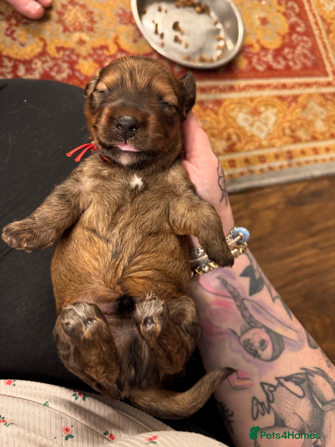 Mixed Breed dogs for sale: Beautiful DoxiPoo puppies  - Image 15