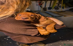 Hungarian Vizsla dogs for sale: Hungarian wirehaired vizsla puppy - Advert 3