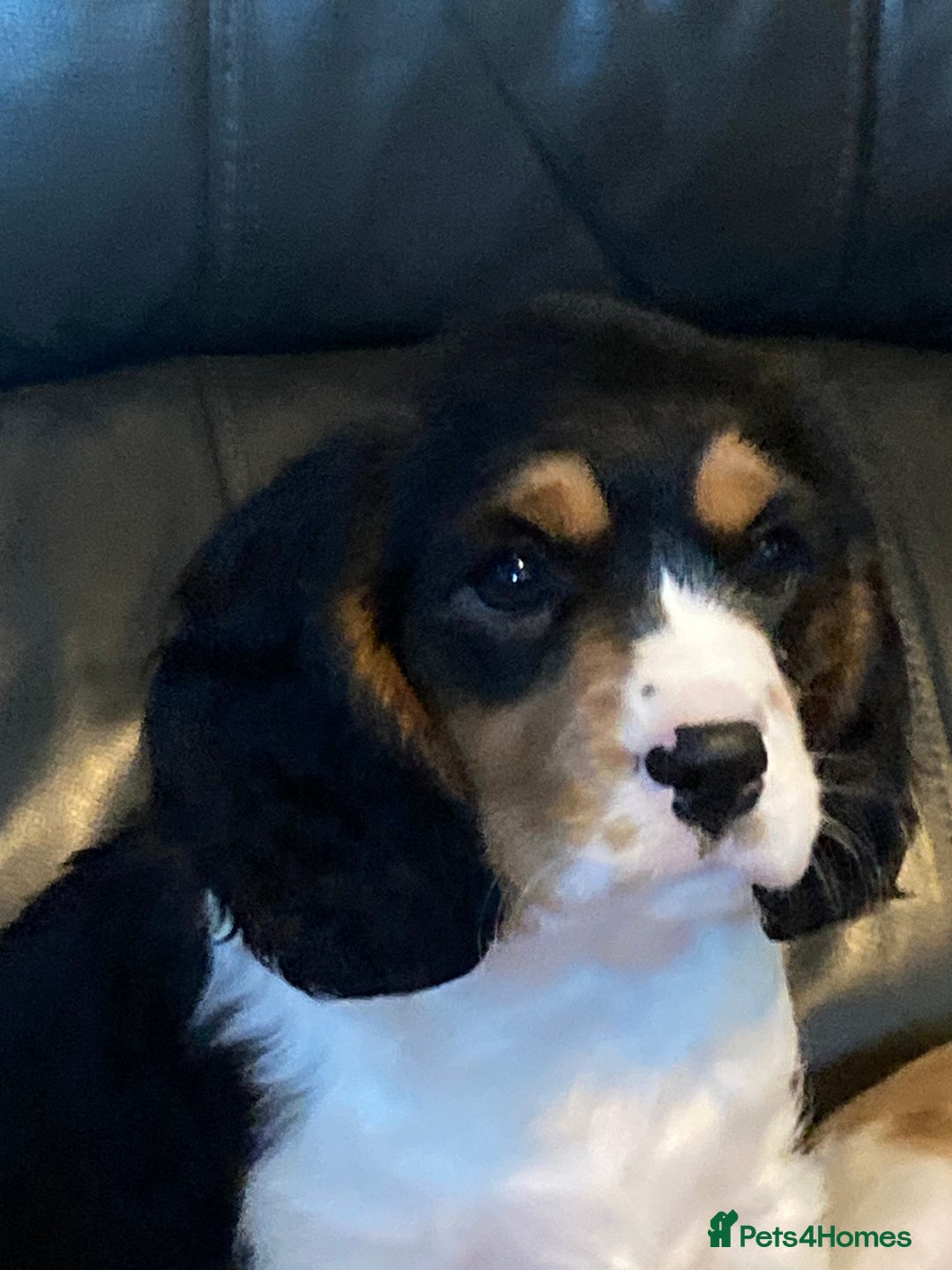 Cavalier King Charles Spaniel dogs for sale: Dna tested cavalier puppies - Advert 8