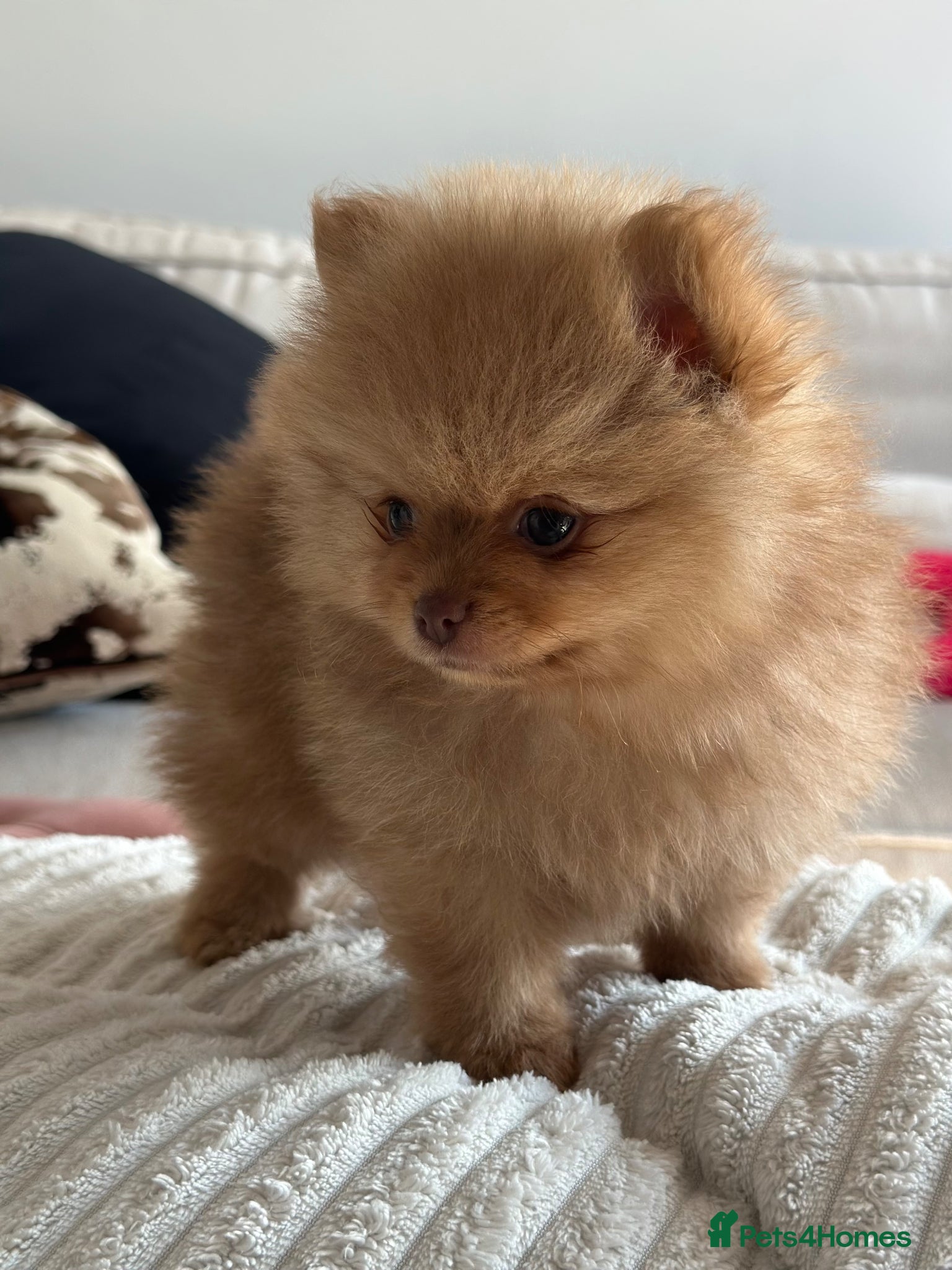 Pomeranian dogs 🐻4 stunning KC Pomeranian puppies🐻READY SOON🩵🩷 - Advert 15