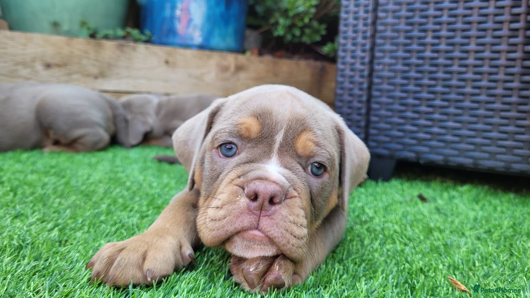 Olde English Bulldogge dogs for sale: 07496730941 : lilac tri Olde English Bulldogges - Image 8