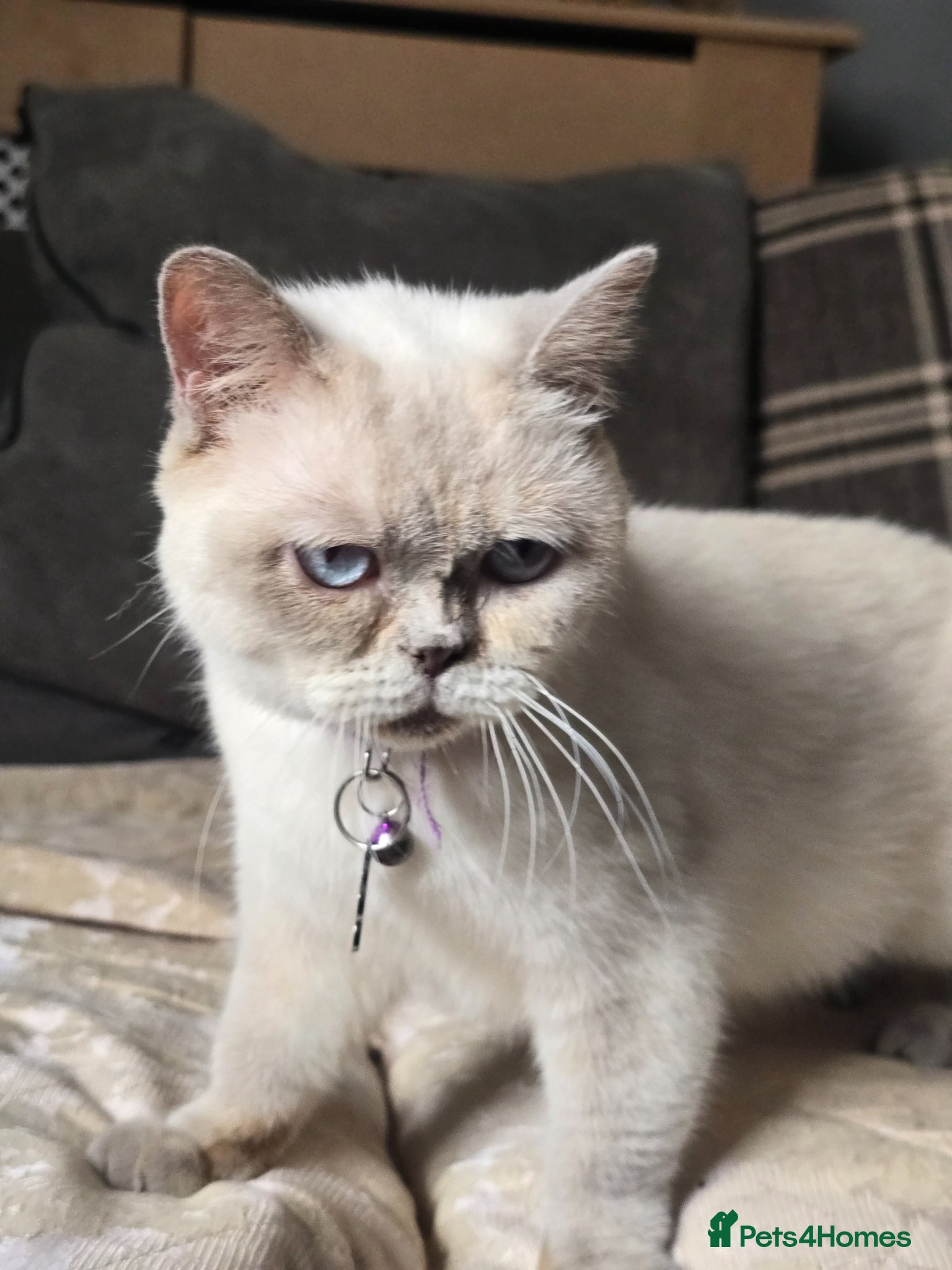British Shorthair cats Beautiful queeni Gccf active  - Advert 1