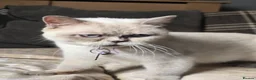 British Shorthair cats for sale: Beautiful queeni Gccf active  - Advert 1