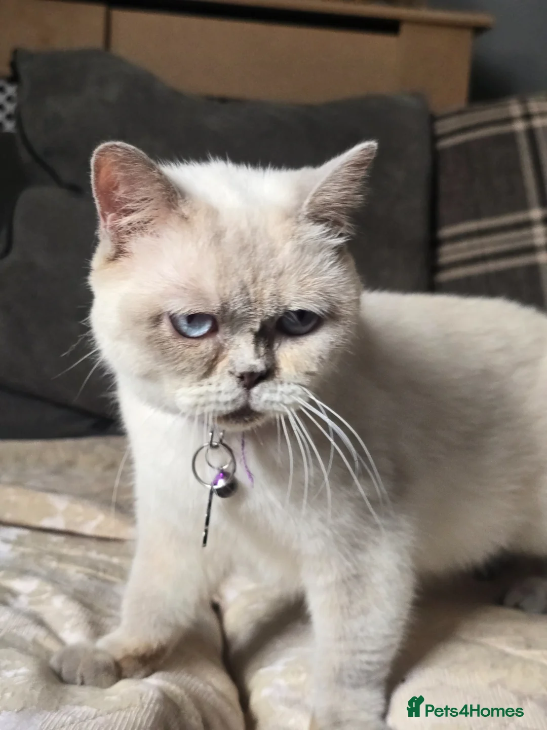 British Shorthair cats for sale: Beautiful queeni Gccf active  - Advert 1