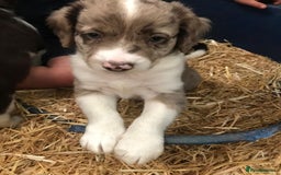 Sprollie dogs for sale: Sprollie pups - Image 3