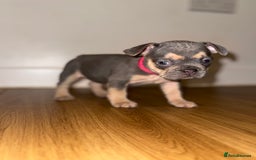 French Bulldog dogs for sale: BLUE & CREAM/TAN Isabella/pink carrying. - Image 17
