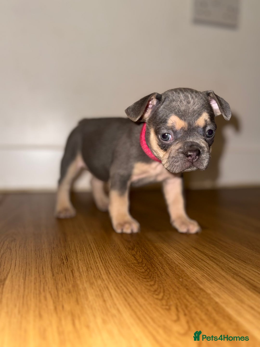 French Bulldog dogs for sale: BLUE & CREAM/TAN Isabella/pink carrying. - Image 17