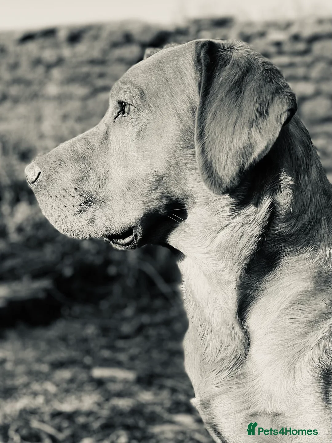 Labrador Retriever dogs for stud: Fully Health Tested Fox Red Stud Dog in Radstock - Advert 9