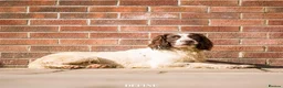 English Springer Spaniel dogs for stud: Working DNA clear champion sired ess  in Retford - Advert 4