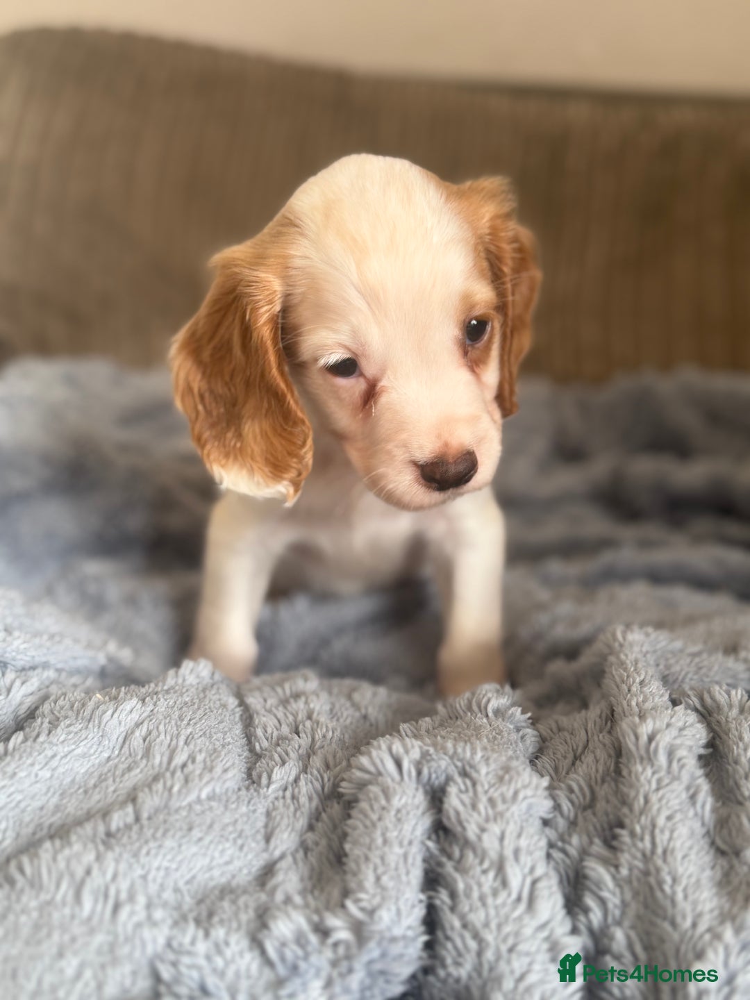 Cocker Spaniel dogs for sale: Stunning kc reg cocker spaniels READY TO LEAVE NOW - Image 7