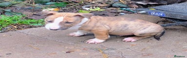 English Bull Terrier Puppy 3