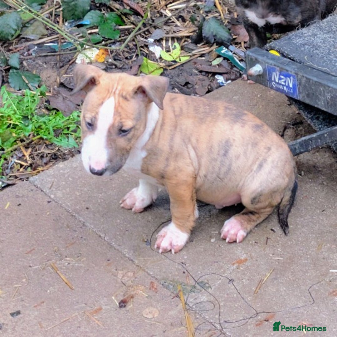English Bull Terrier dogs for sale: Working line English bull terriers  - Advert 8