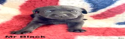 Labrador Retriever dogs for sale: Absolutely stunning Labrador puppies for sale - Advert 9