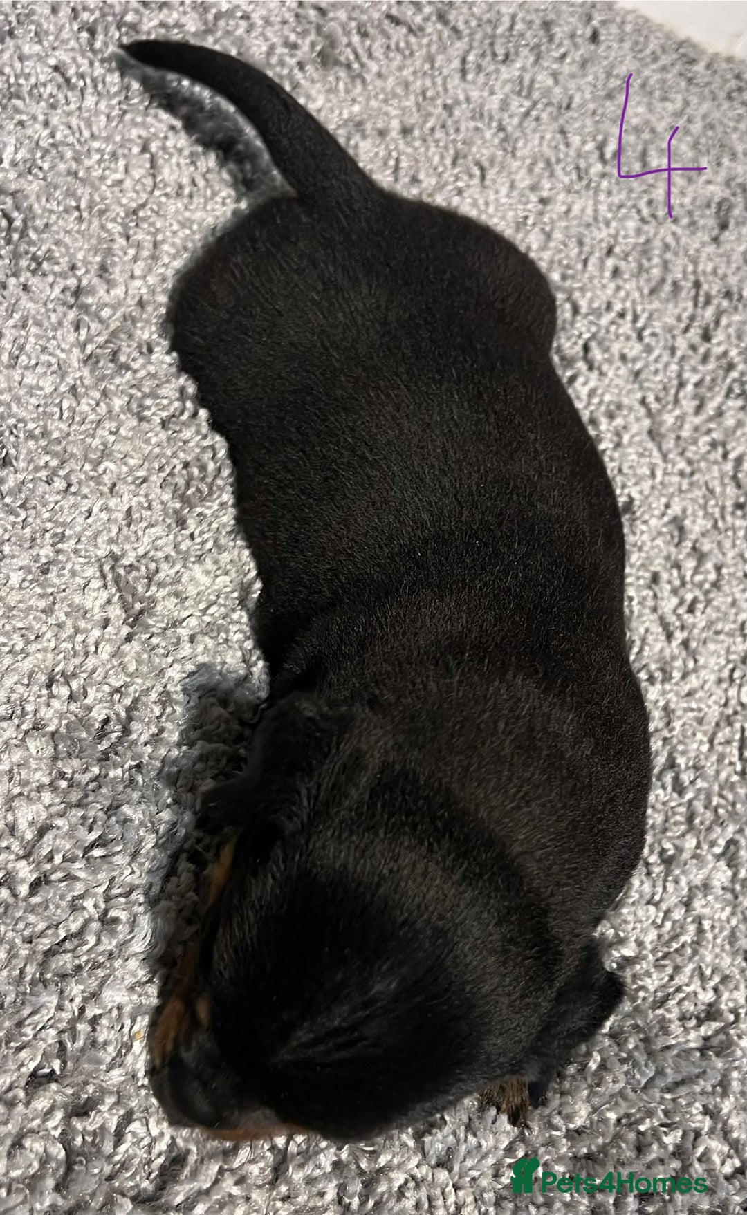 Lancashire Heeler dogs for sale: Lancashire Heelers - Image 30
