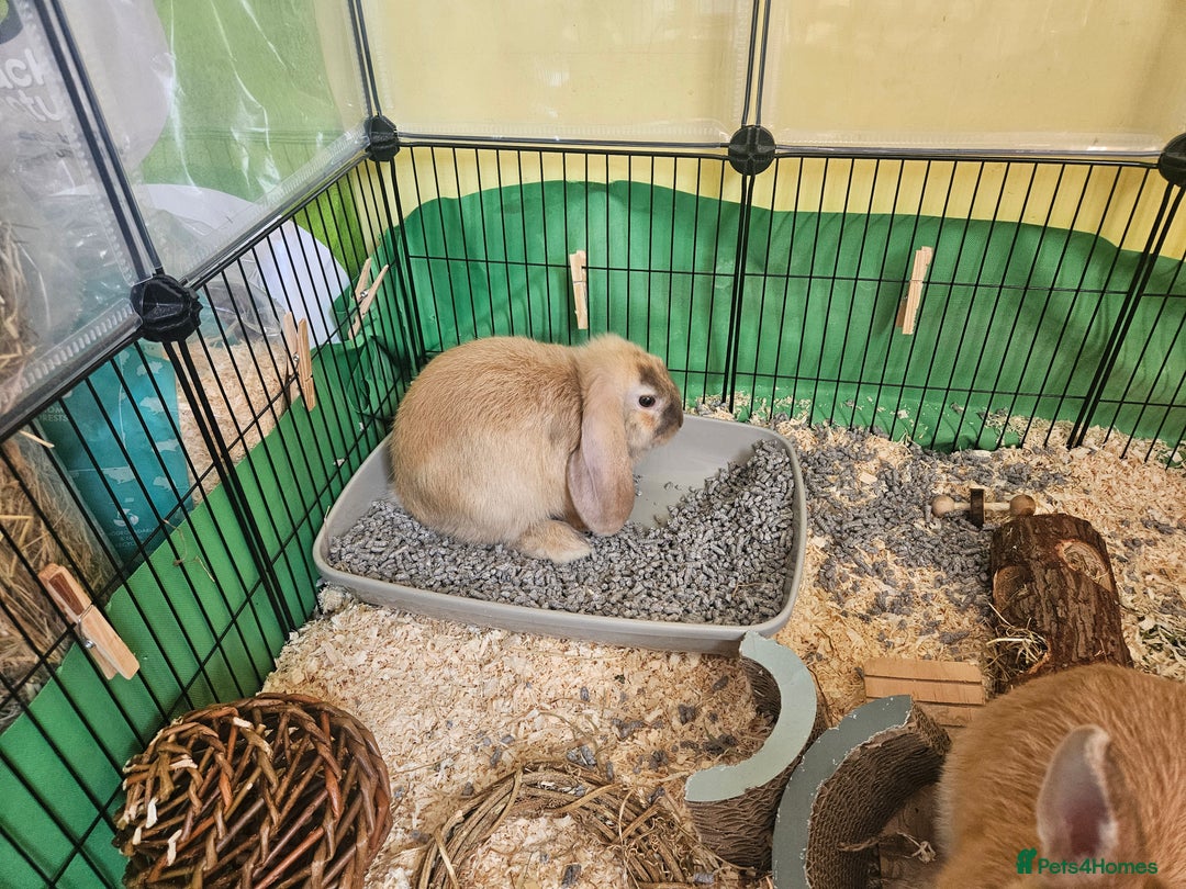 Mixed Breed rabbits for sale: Two cute male bunny rabbits in Chesham - Image 5
