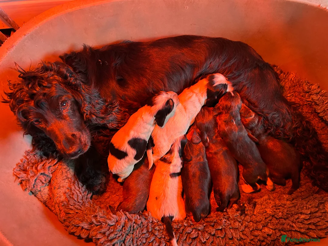 Cocker Spaniel dogs for sale: Kc Reg Show cockers  - Advert 1