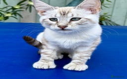 Keetso cats for sale: Stunning polydactyl snow leopard girl  - Image 8