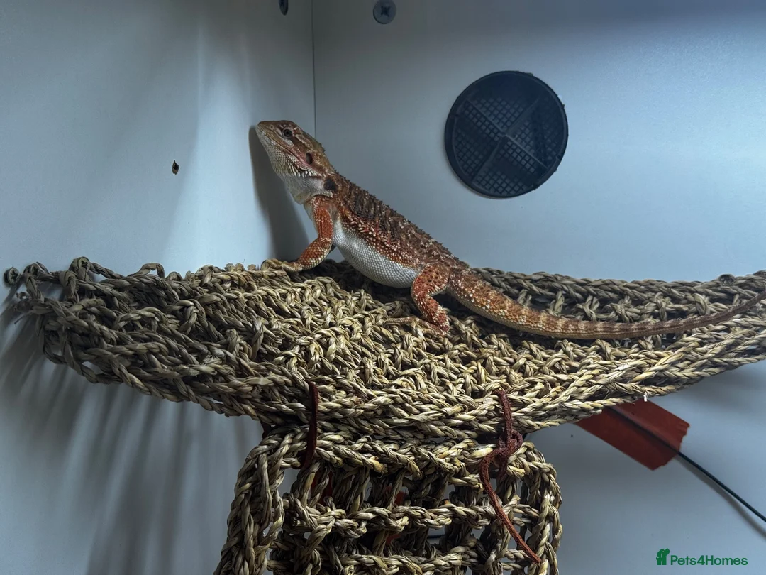 Bearded Dragon reptiles for sale: Zog the bearded dragon  in Leamington Spa - Advert 5