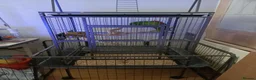 Macaws birds for sale: HANHS MACAW FOR SALE  - Advert 3