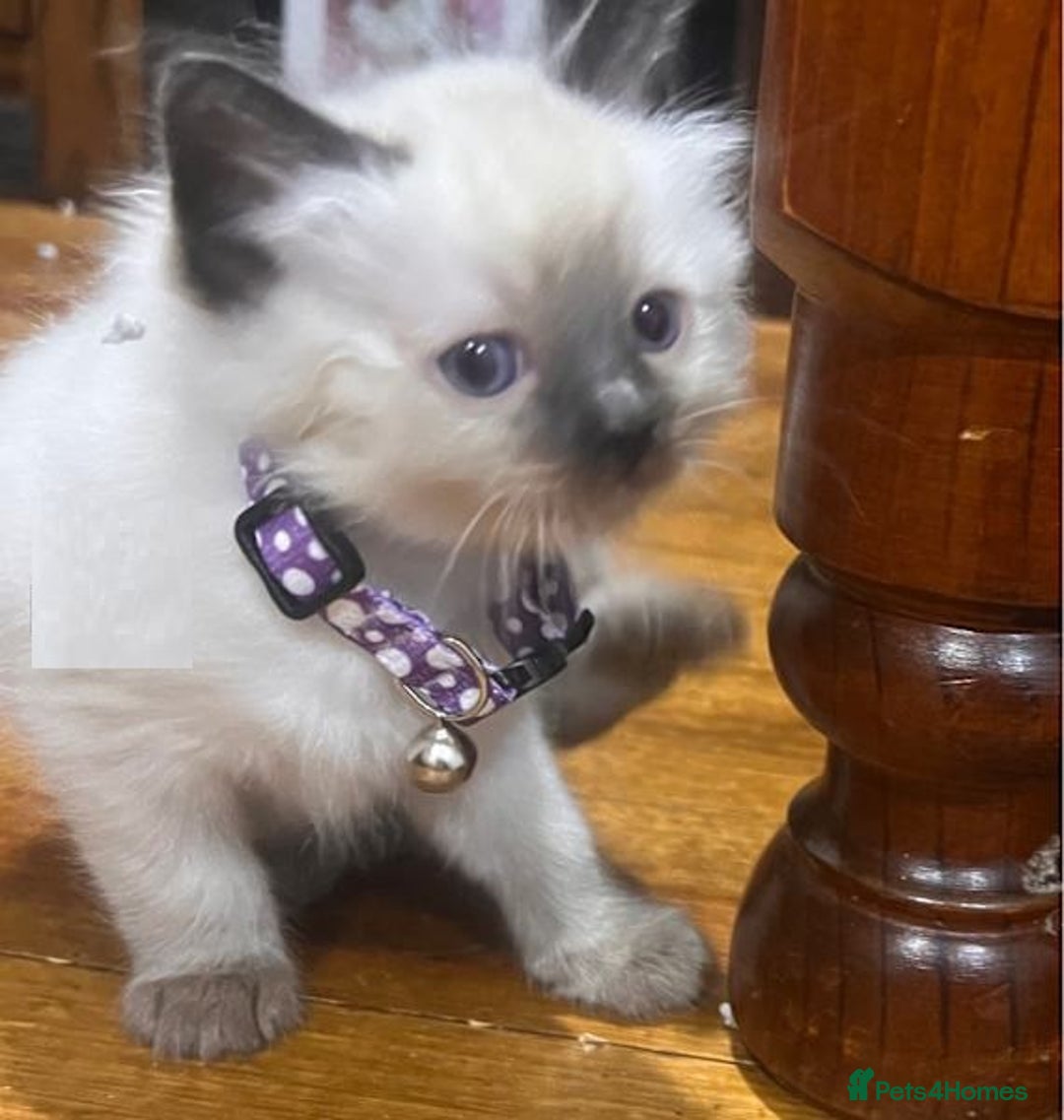 Ragdoll cats for sale: Splendid fluffy Ragdolls - Image 3