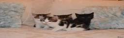 Mixed Breed cats for sale: 4 Beautiful Gentle Kittens for Sale - Advert 10
