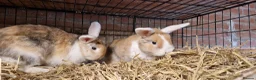 Mini Lop rabbits for sale: Gorgeous, friendly, ginger mini lop boys ready now - Advert 14