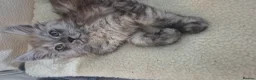 Maine Coon cats for sale: Tica registered maine coon kittens  - Advert 11