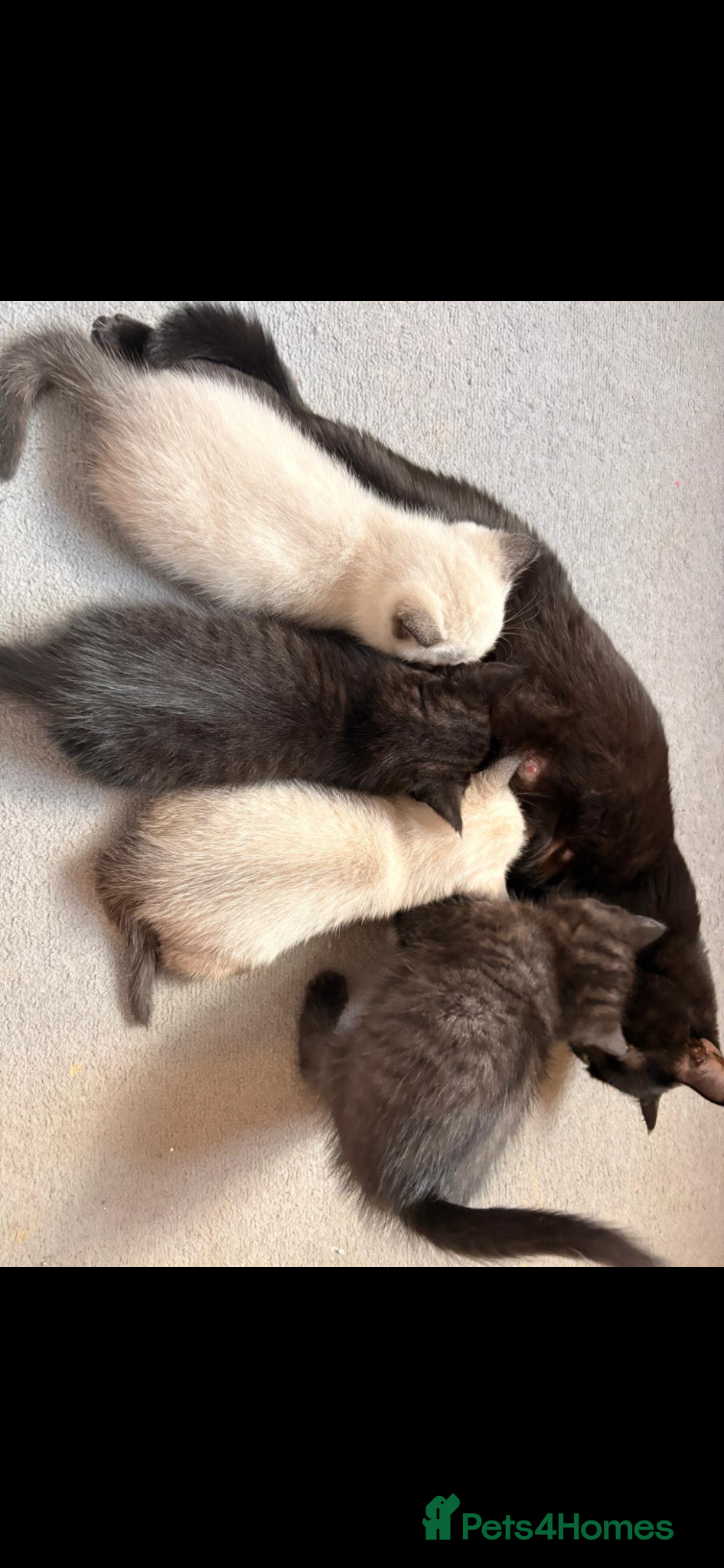 British Shorthair cats British shorthair kittens for sale  - Advert 1