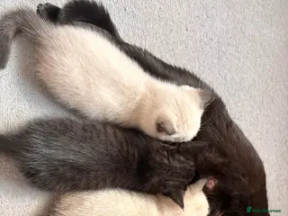 British Shorthair cats British shorthair kittens for sale - Advert 3