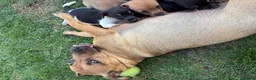 Jack Russell dogs for sale:  Jack Russell puppies for sale  - Advert 20