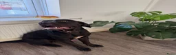 Cane Corso dogs for sale: Stunning Cane Corso  - Advert 2