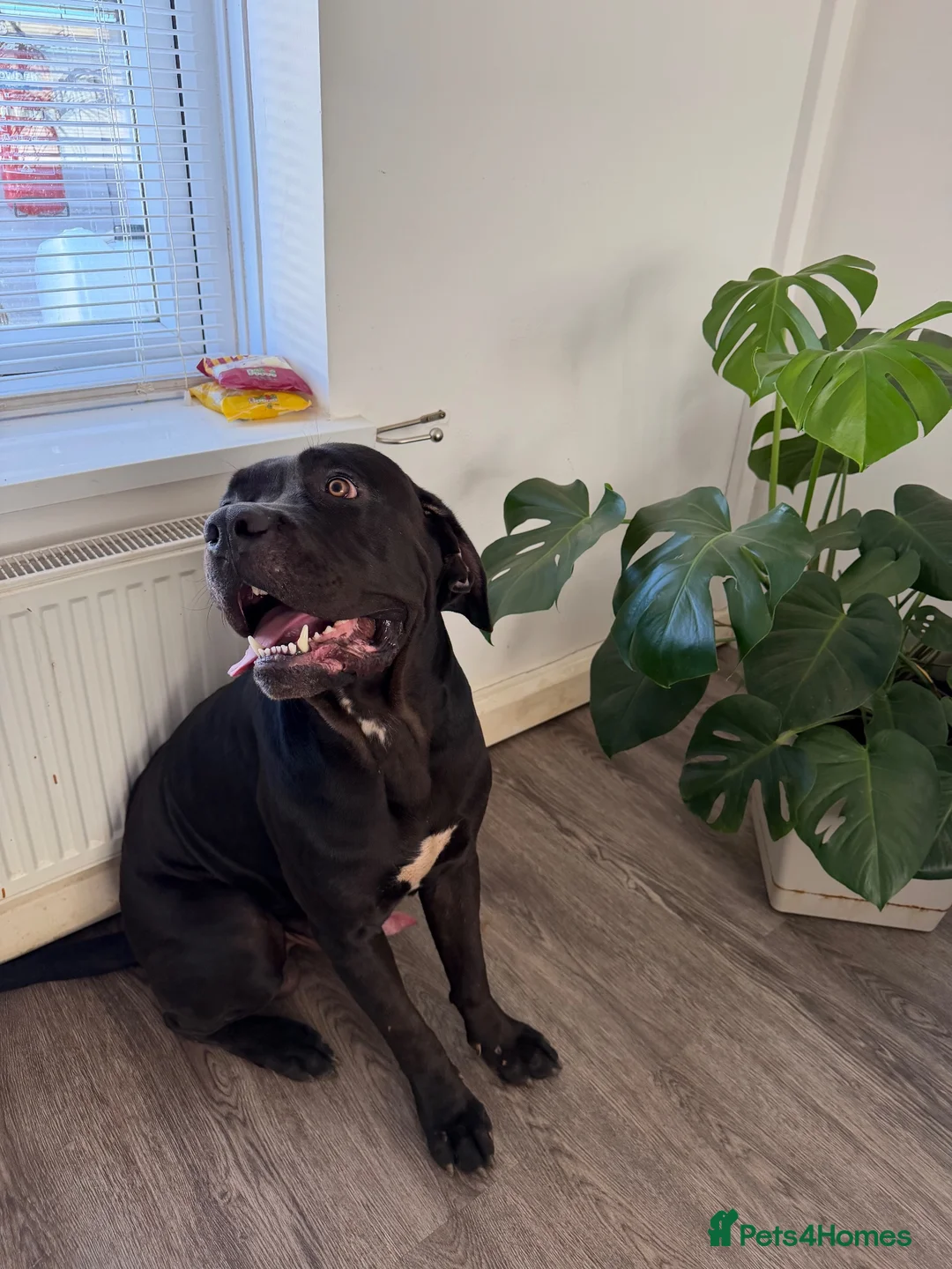 Cane Corso dogs for sale: Stunning Cane Corso  - Advert 2