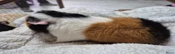 Guinea Pig rodents for sale: Pure breed Teddy - Advert 4