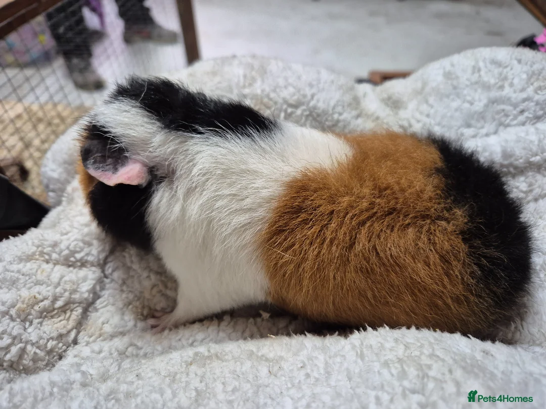 Guinea Pig rodents for sale: Pure breed Teddy - Advert 4