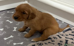 Golden Retriever dogs for sale: Dark Red Golden Retriever Pups  - Image 24